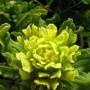 Wight’s Indian Paintbrush (Castilleja wightii): A native which derives some of it’s nutrients by parasitizing the roots of other plants.